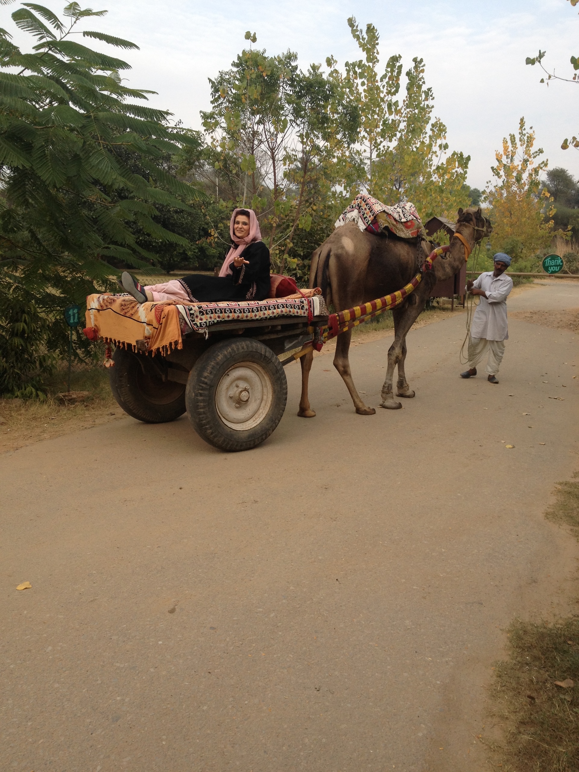 Camel Cart Ride